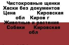 Чистокровные щенки Хаски без документов › Цена ­ 11 000 - Кировская обл., Киров г. Животные и растения » Собаки   . Кировская обл.